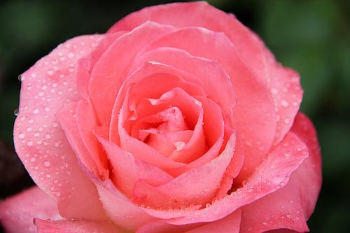 The Dawn Rose