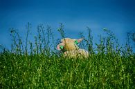 Spring Feeling (Lamb) by FotoGraaG Hanneke thumbnail