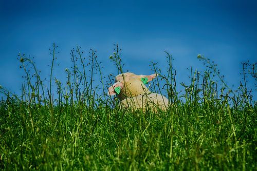 Lentegevoel (Lammetje)