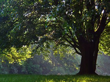 Ochtendlicht in de lente