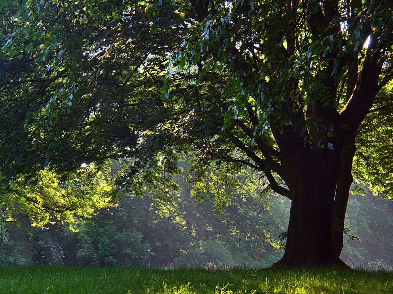 Ochtendlicht in de lente van Edgar Schermaul