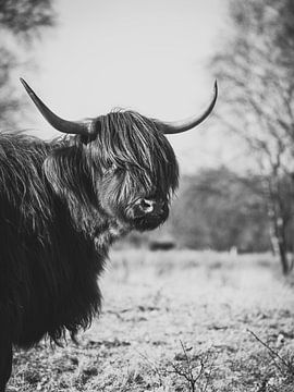 Highlander écossais noir et blanc. sur Milou Schothuis