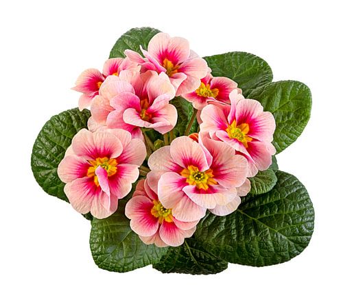 Roze primula's op een witte achtergrond