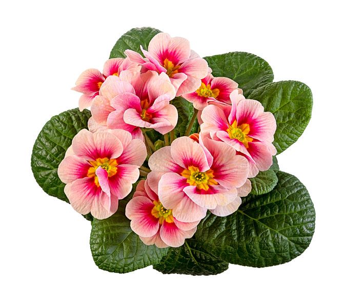 Roze primula's op een witte achtergrond van ManfredFotos