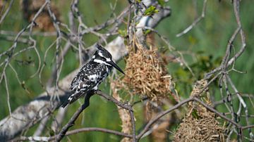 Tiny pied kingfisher sits on a branch by Timon Schneider
