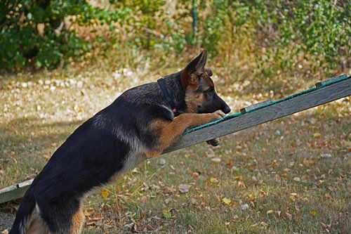Sheepdog (puppy) on the dog training ground