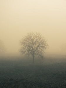 einsamer Baum von snippephotography