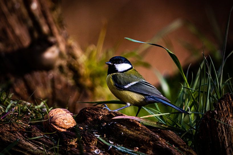 bird by Jeen Arendz