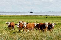 Koeien op Terschelling van Johan Kalthof thumbnail