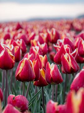 tulipes de feu