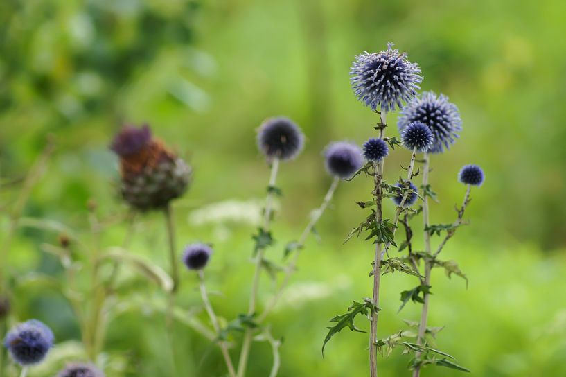 Chardons par Niek Traas