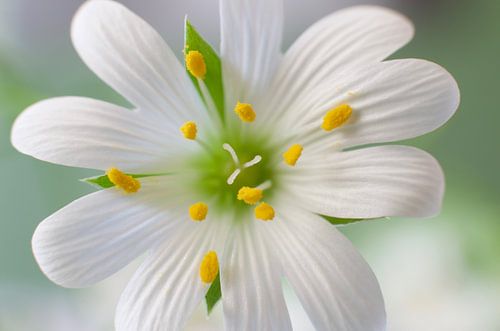 The Great Wall macro recording