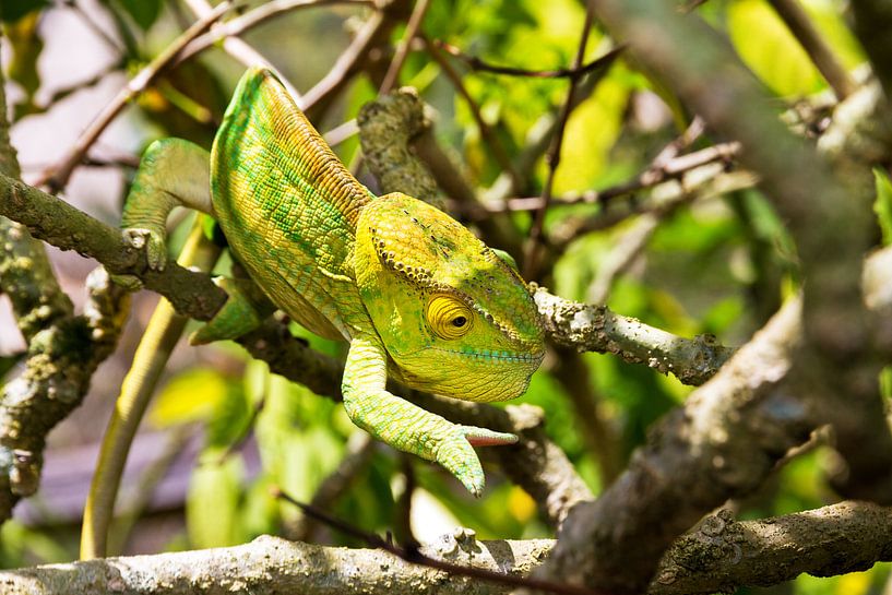 Camouflage reuzenkameleon par Dennis van de Water