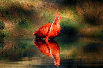 De rode ibis van Maickel Dedeken