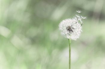 First Stage of Dementia - Löwenzahn