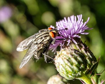 A macro of a fly on a flower by Andreas Völkel