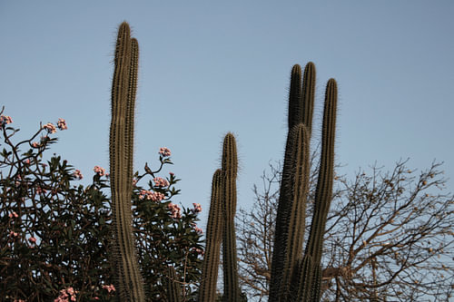 Curacao - Flower Cactus