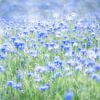 Flowerpower - In a sea of cornflowers van Rolf Schnepp
