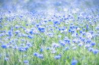 Flowerpower - In a sea of cornflowers van Rolf Schnepp thumbnail