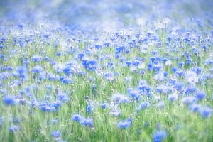 Flowerpower - In a sea of cornflowers