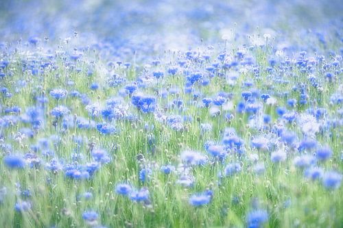 Flowerpower - In a sea of cornflowers