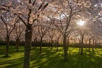 Japanese blossom in the Amsterdamse Bos.