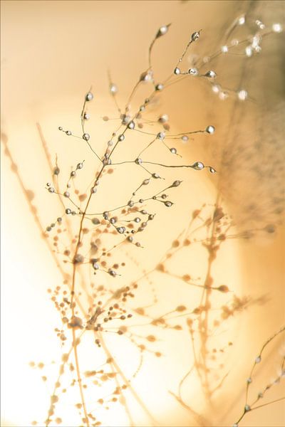Here comes the sun 2 by Pieter van Roijen