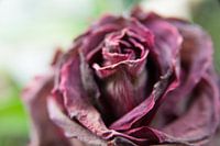 Abstracte bloem