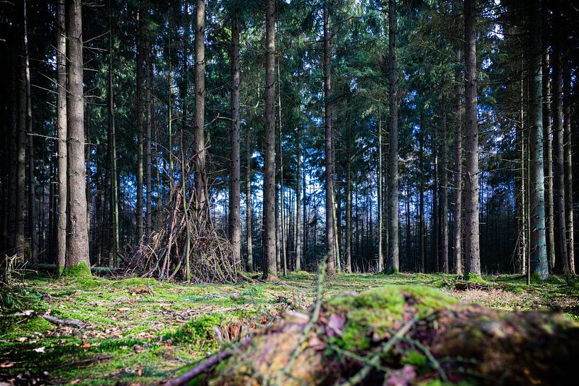 Cabin in the woods van Johan Mooibroek