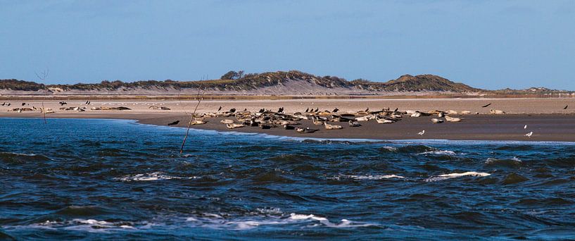 Rottumeroog - en de dieren by Hans de Waay