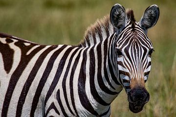 Burchell Zebra van Peter Michel