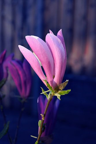 Bloem