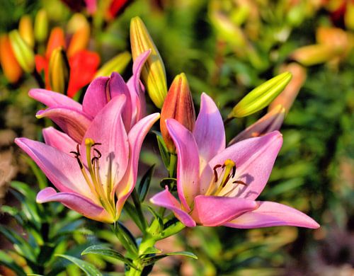 lelie van Karl-Heinz Lüpke