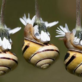 Three snails hanging from above by Ulrike Leone
