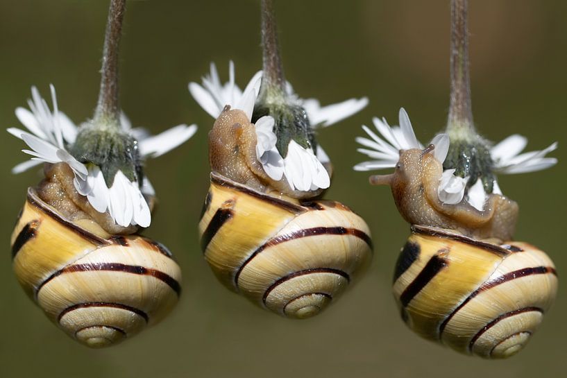 Three snails hanging from above by Ulrike Leone