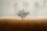 tree in the mist