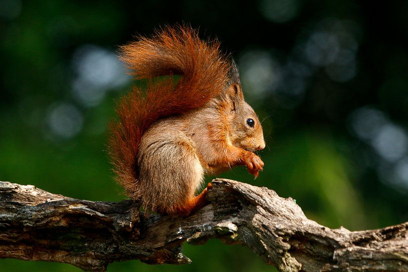 Eichhörnchen frisst ein paar Leckereien. von Anouk de Vries