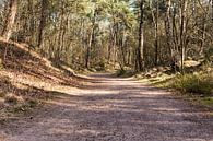 Breed wandelpad in bos Lage Vuursche van Jaap Mulder thumbnail