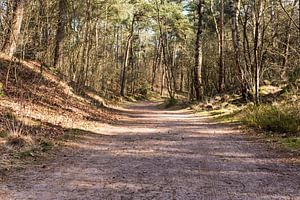 Breed wandelpad in bos Lage Vuursche