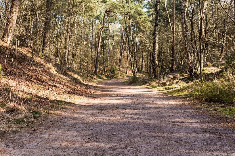 Breed wandelpad in bos Lage Vuursche von Jaap Mulder