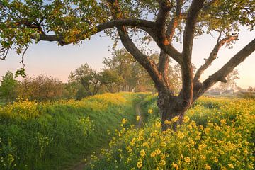 De gele loopgraven van Loris Photography