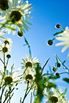 Marguerites I. sur Norbert Sülzner