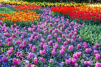 Bloemenveld van roze hyacinten en rode tulpen in de Keukenhof Nederland