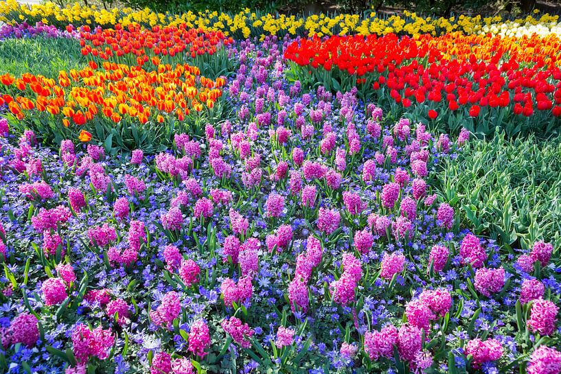 Flowers field of pink hyacinths and red tulips in Keukenhof Holland by Ben Schonewille