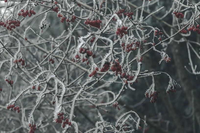 Morgenfrost bei auf den roten Beeren der Weißdorn Gewächses im Winter von Besa Art