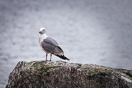 Möwe auf einem Stein am Fjord in Norwegen