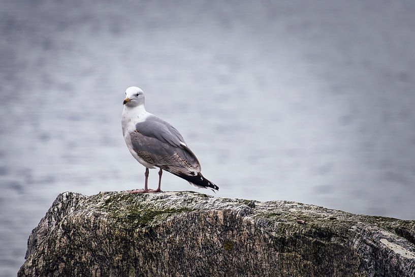 Zeemeeuw op een steen aan het fjord in Noorwegen van Martin Köbsch