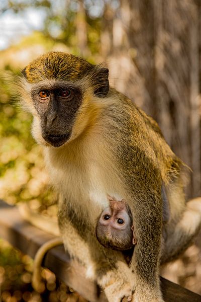 Mother monkey with baby monkey in Gambia by Laura V
