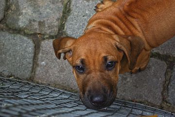 Een jonge Rhodesische Ridgeback van Norbert Sülzner