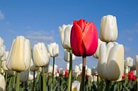 Rode tulp tussen witte tulpen par W J Kok Aperçu